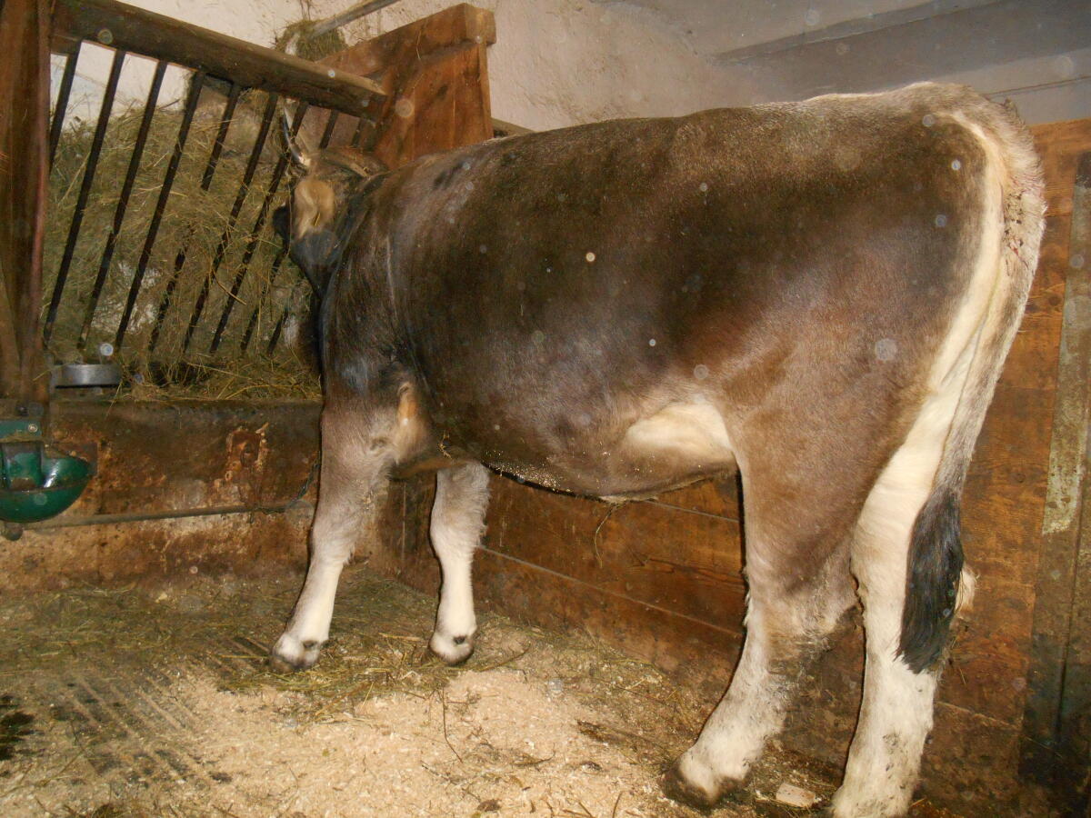 Rind Grau zu verkaufen 1