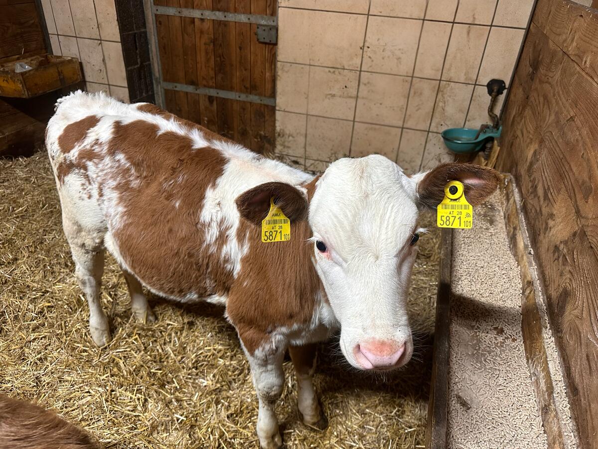 Verkaufe Bio-Fleckvieh Zuchtkälber (FL x RF), 11 Wochen 1