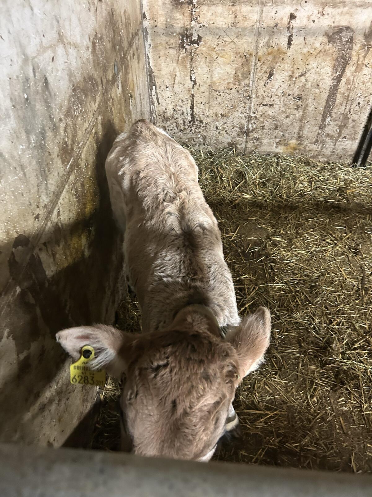 Grauvieh zuchtkalb 1