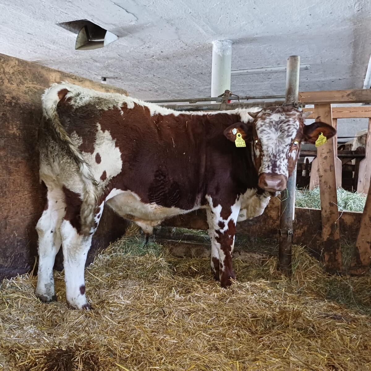 Bio- Pustertaler Stier zu verkaufen 1