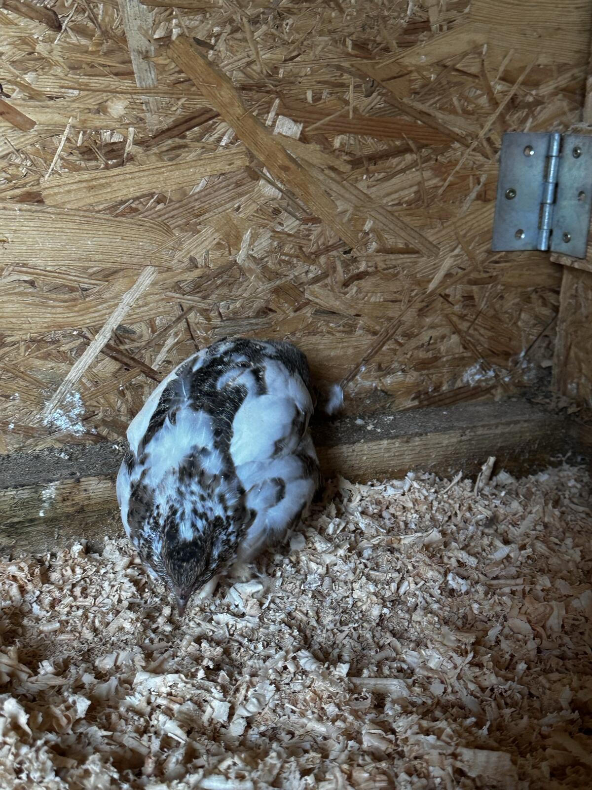 Reinerbige getupfte celadon Wachtelhennen 2