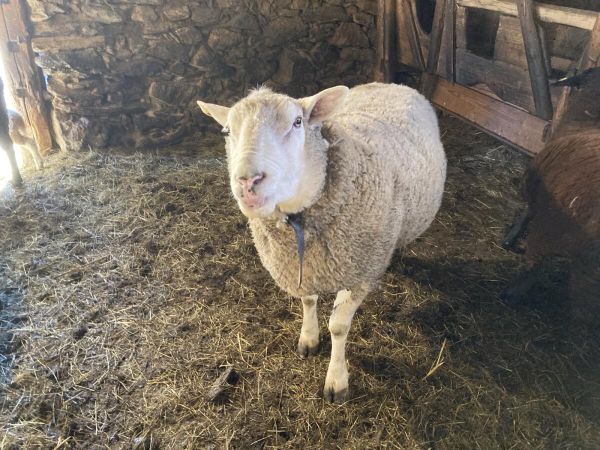 Widder Berrichon/Texel 2