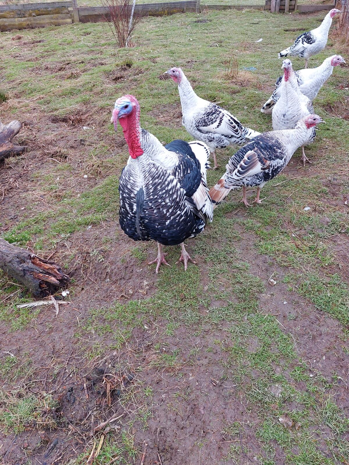 Cröllwitzer Puten 2