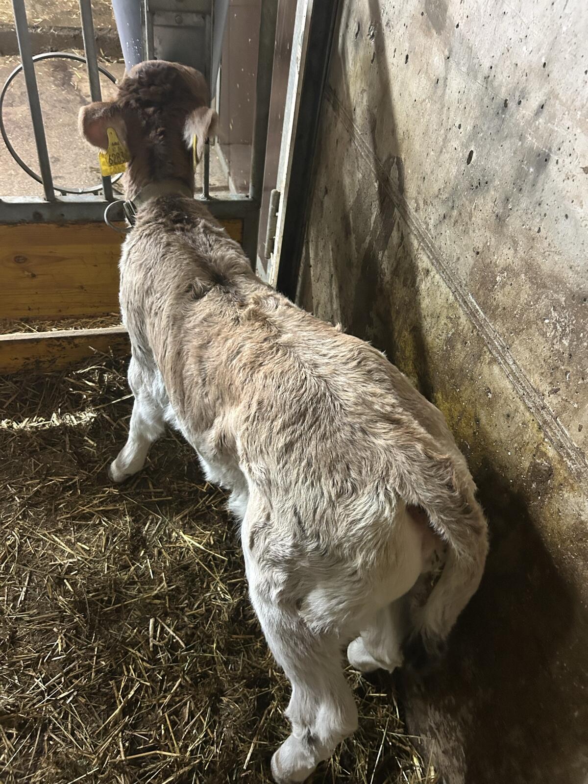 Grauvieh zuchtkalb 3