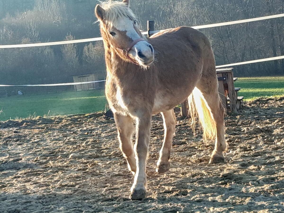 Haflingerstute zu verkaufen 1