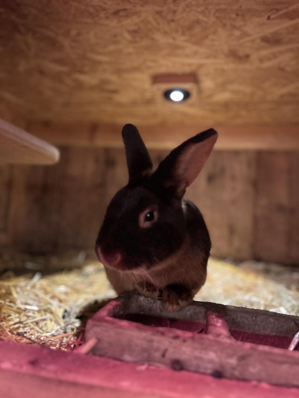 Lohkaninchen Braun 3