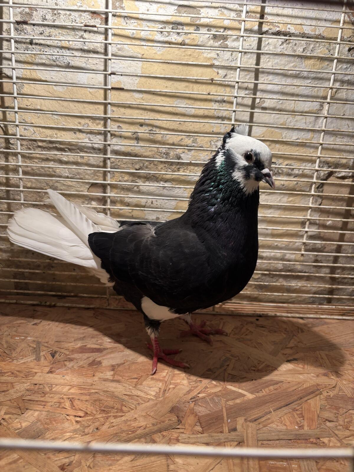 Persische und serbische Hochflieger 1