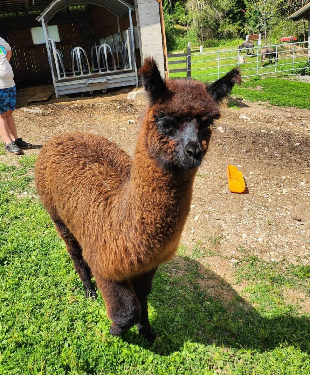 1 Alpaka- und 1 Lama-Hengstfohlen 2