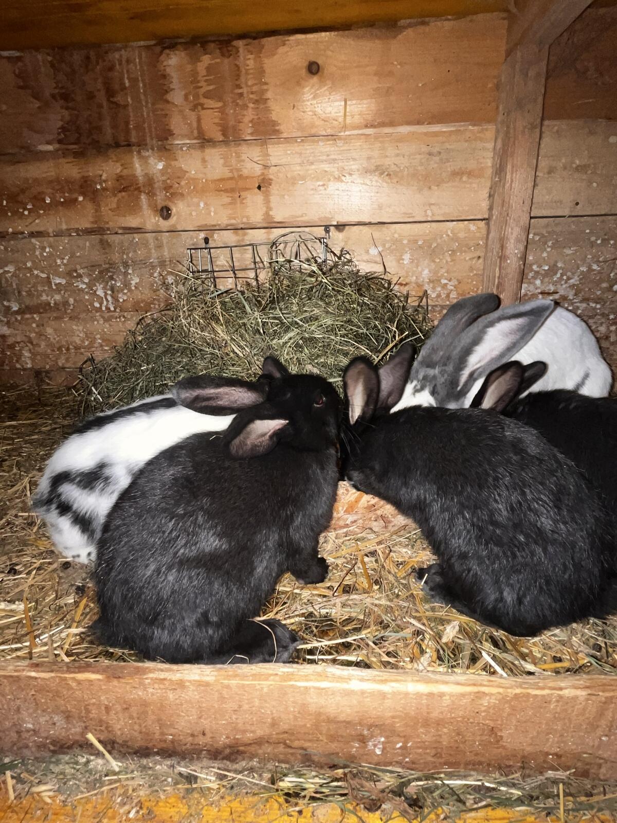 Deutsche Riesenschecken 3