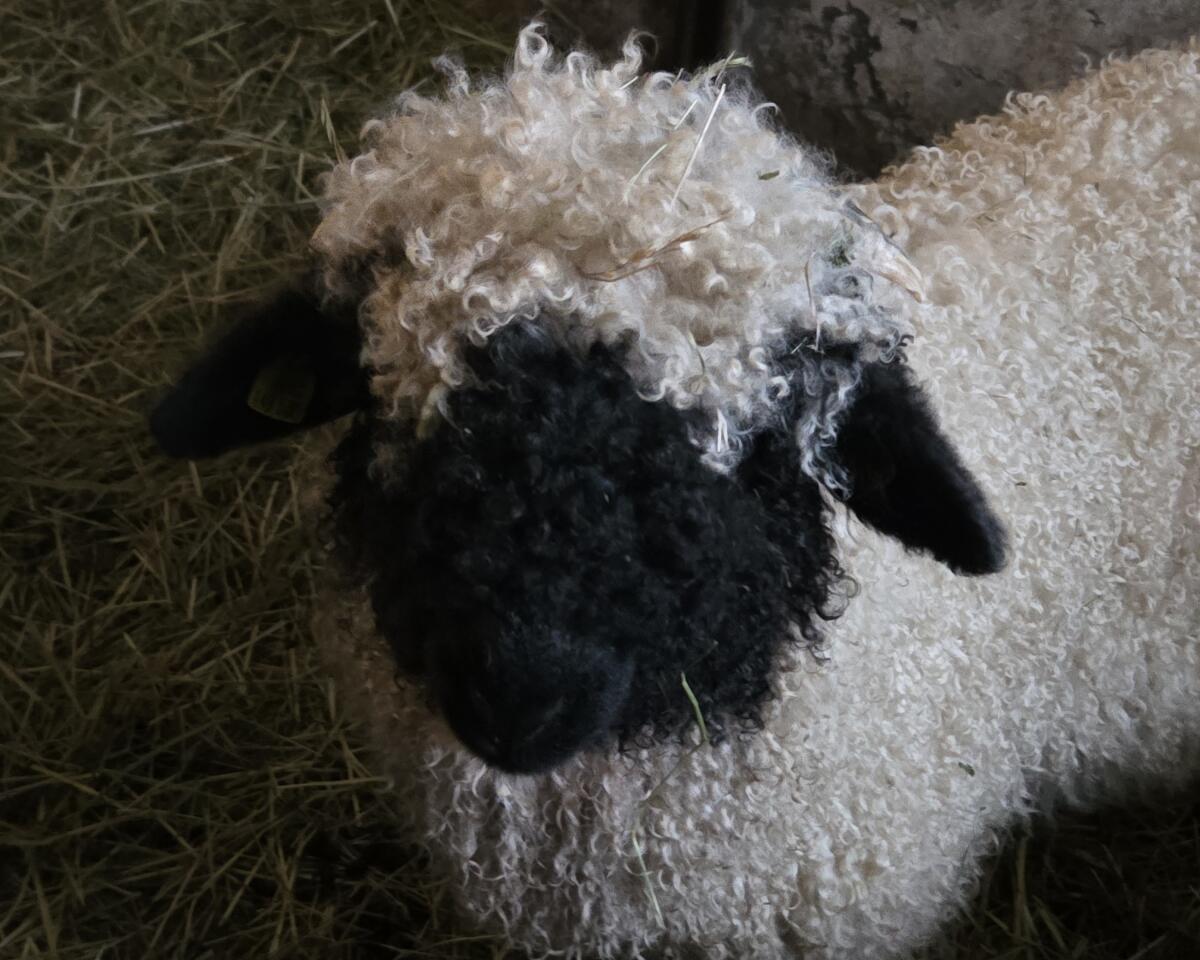 Walliser Schwarznasenschaf 2