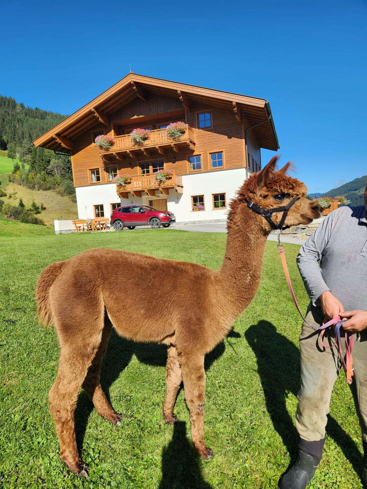 Alpakahengst zu verkaufen 3