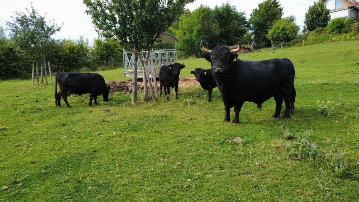 Dexter Mutterkuh tragend 1