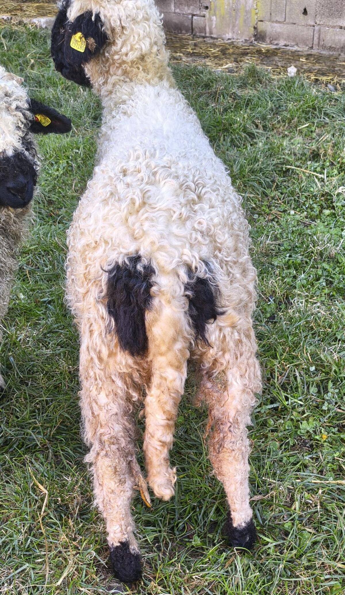 Walliser Schwarznasenauen Bio 3