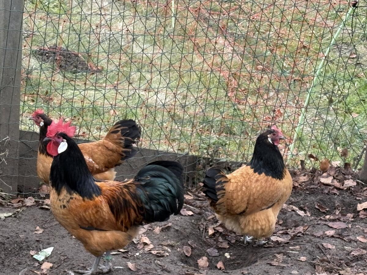 Vorwerk Zuchtstamm 1