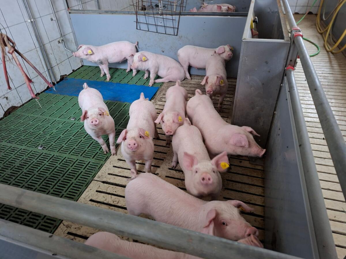 Ferkel zu verkaufen 2