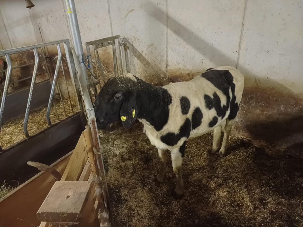 Verkaufe Kugelschecken-Widder 1