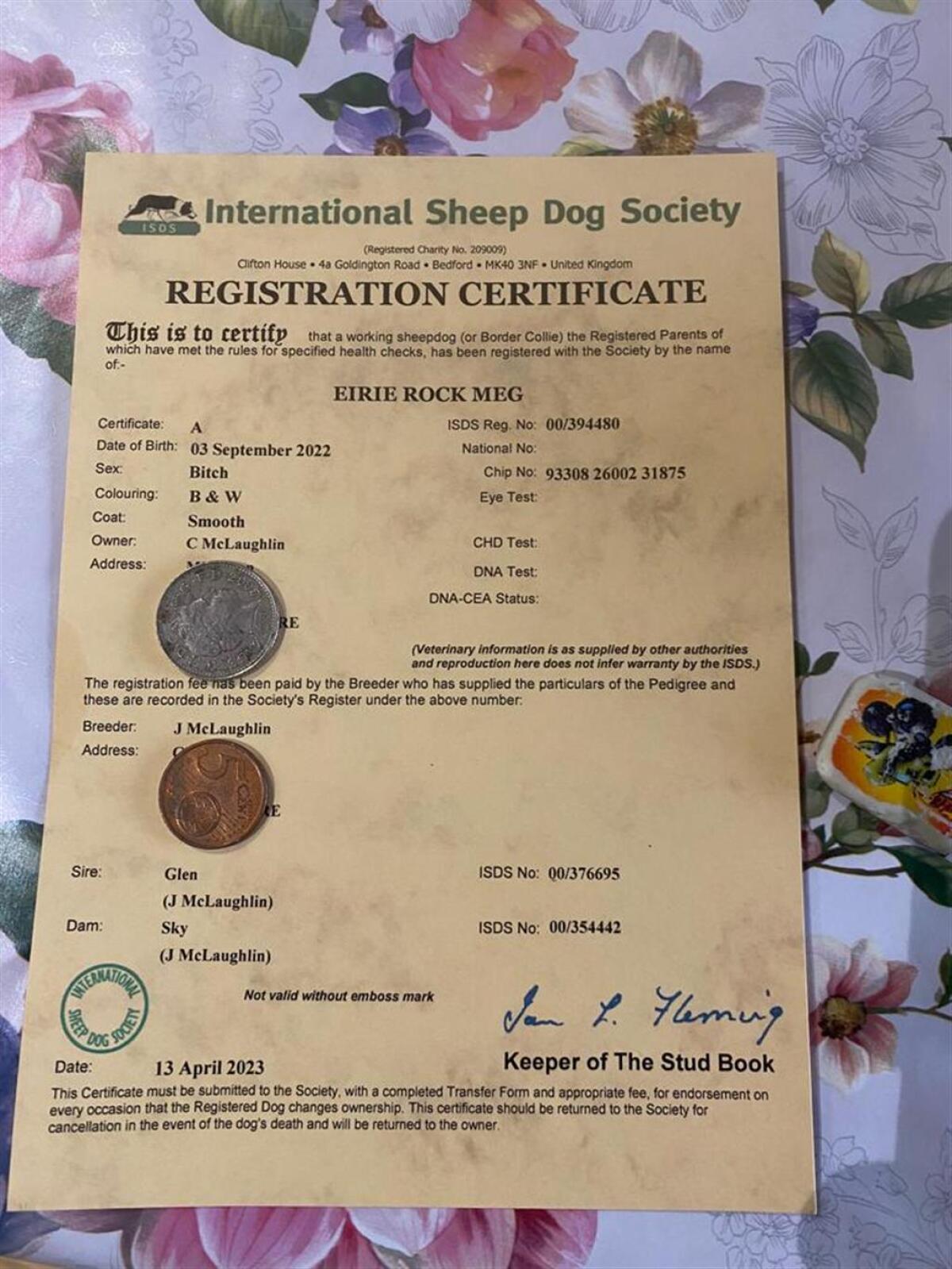 Border Collies aus Arbeitslinie abzugeben 1