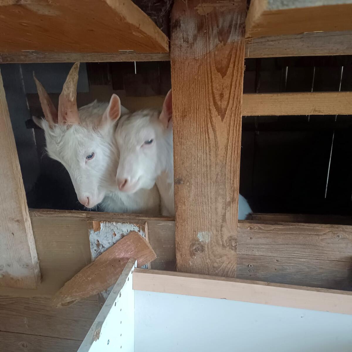 Saanenziegenböcke 3