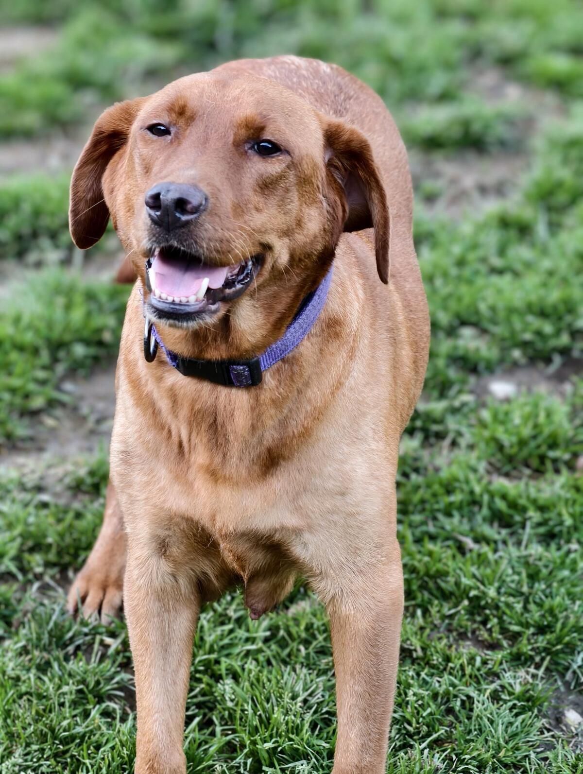 Labrador mit Ahnentafel 2
