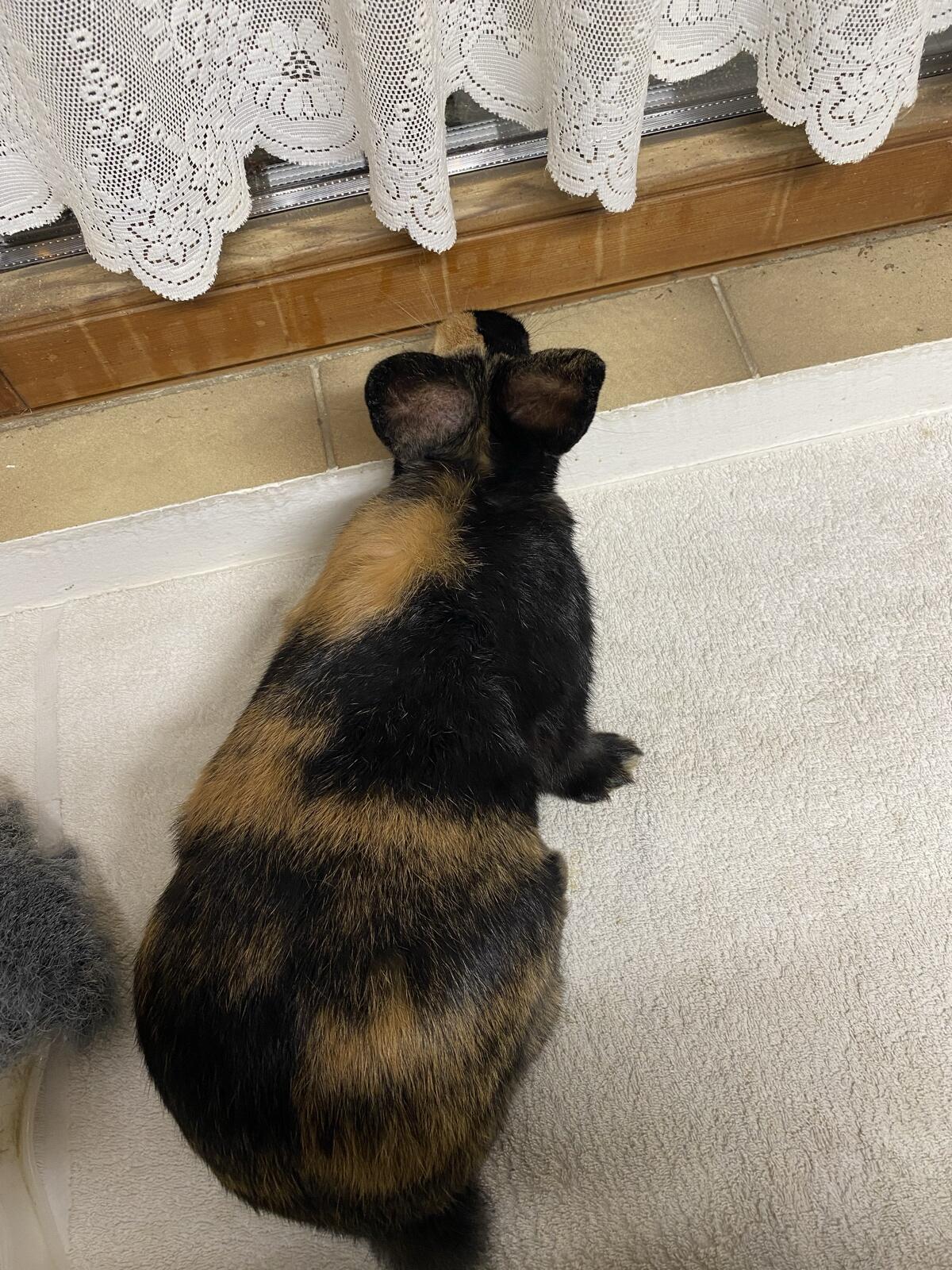 Rammler zu verkaufen 3