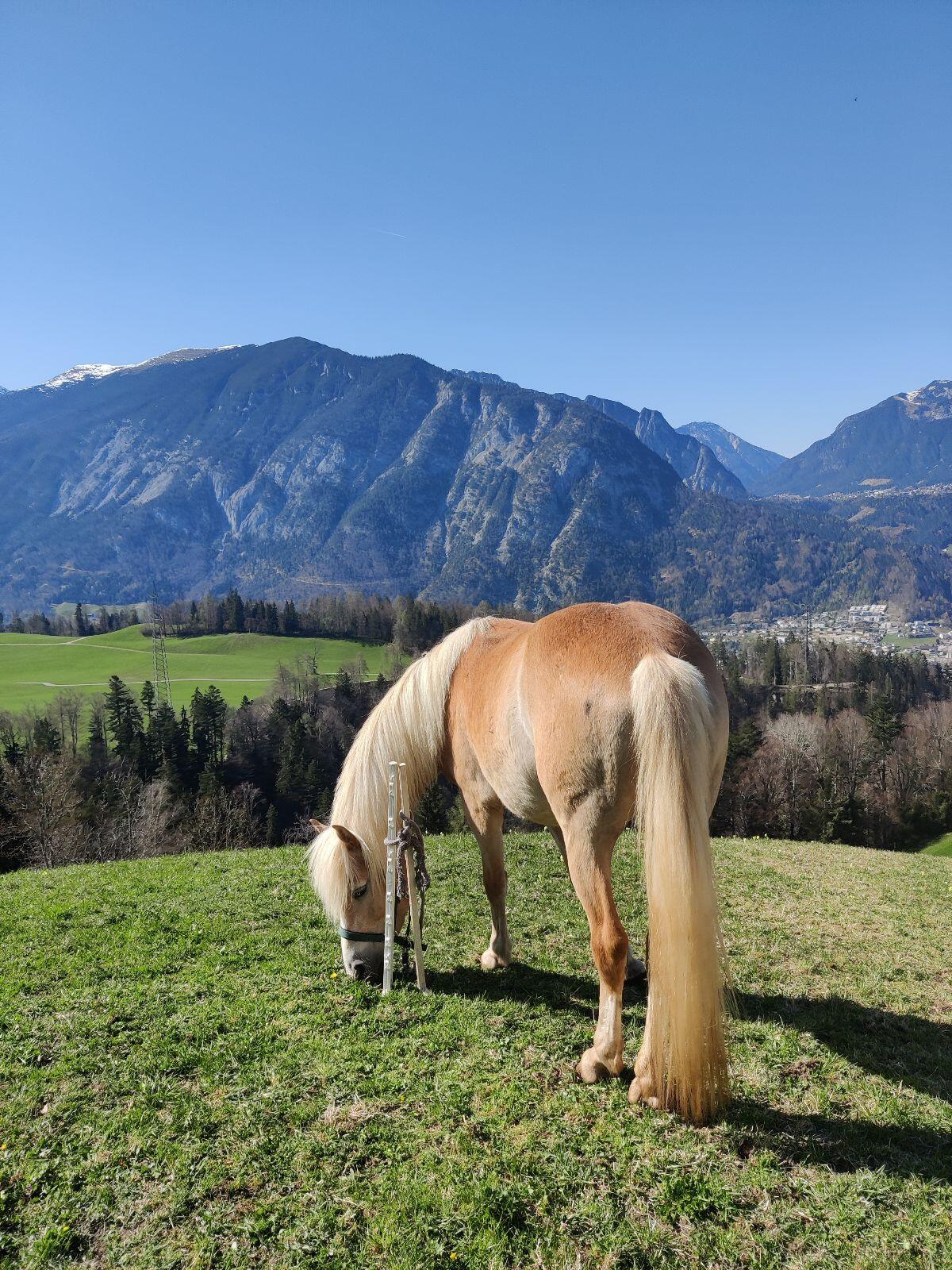 Trächtige Haflingerstute mit Hengstfohlen zu verkaufen 2