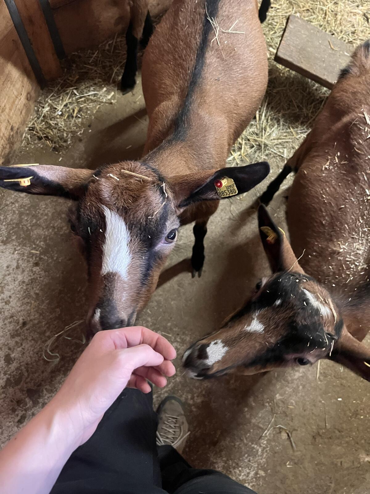 Gemsfarbige Gebirgsziegen 2