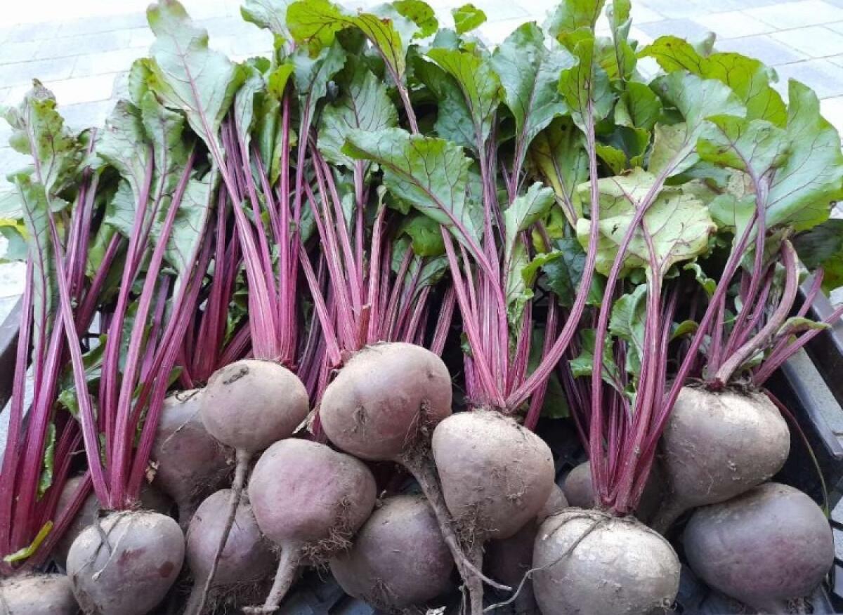 Rote Rüben, Rote Beete 1