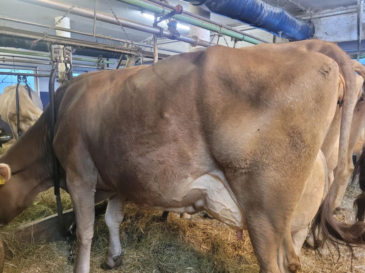 Brown Swiss Kuh, 2 Kalb 2