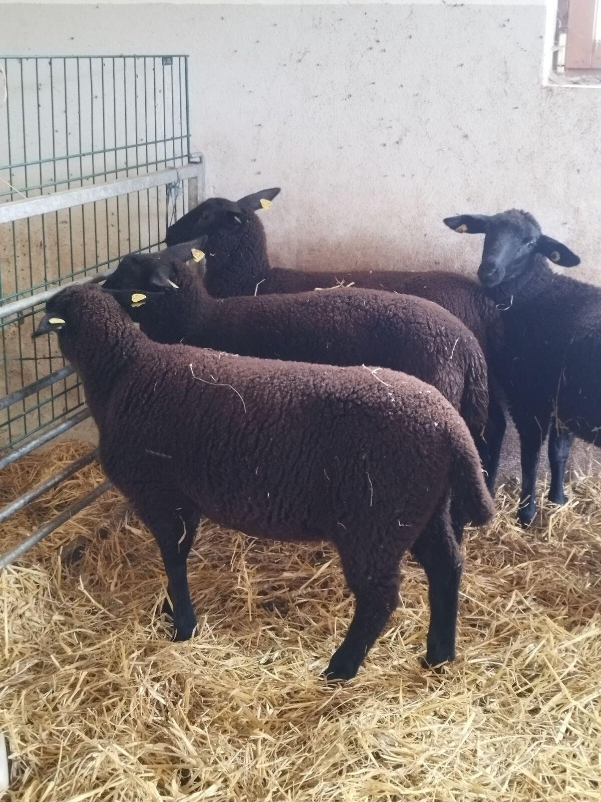 Juralämmer weiblich 2