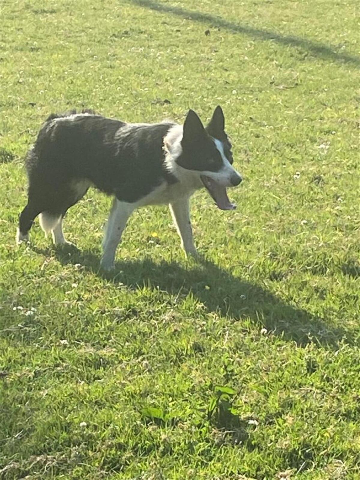Border Collies aus Arbeitslinie abzugeben 2