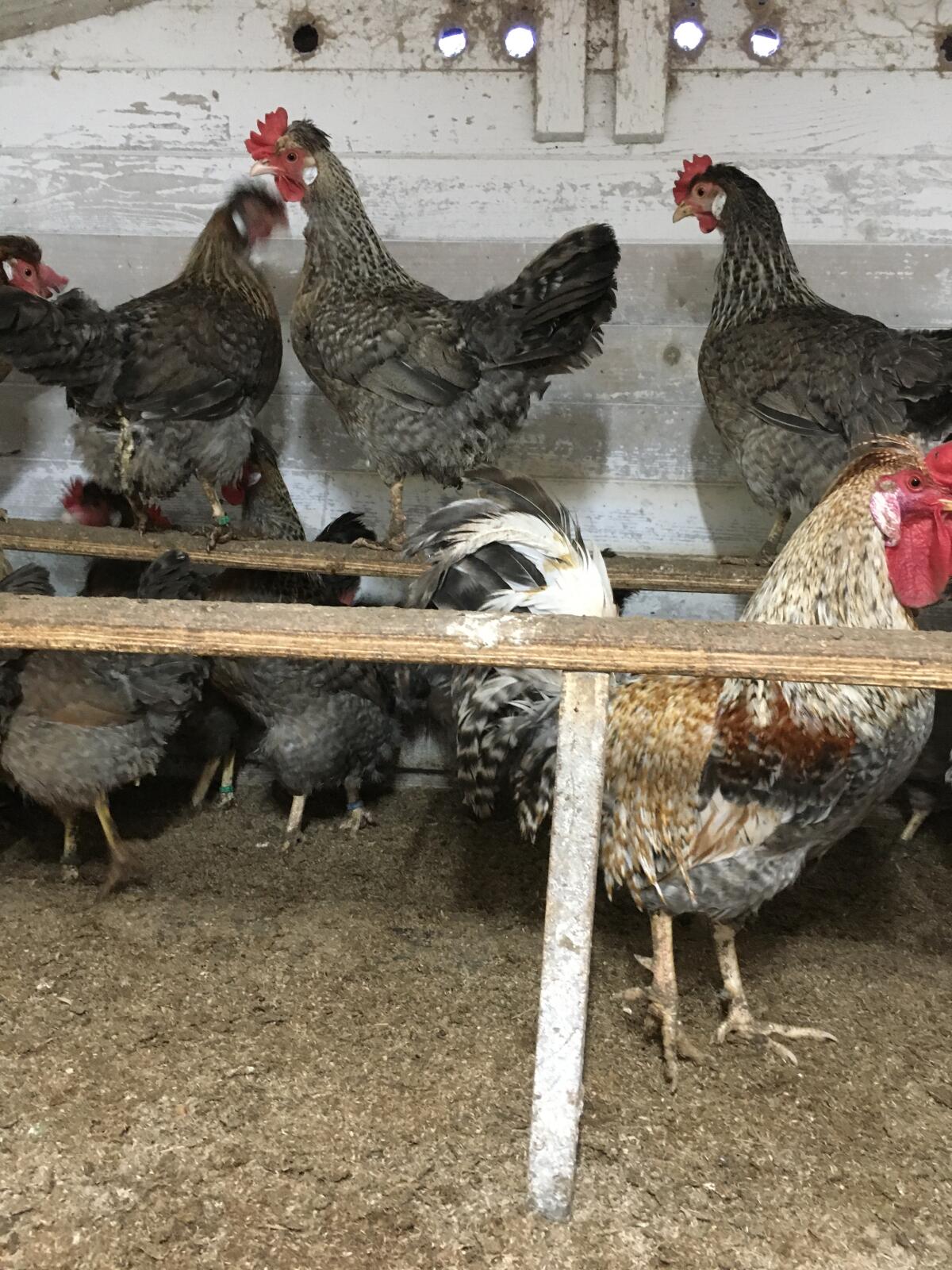 Bruteier reinrassiger Cream Legbar aus Hobbyzucht abzugeben. 2