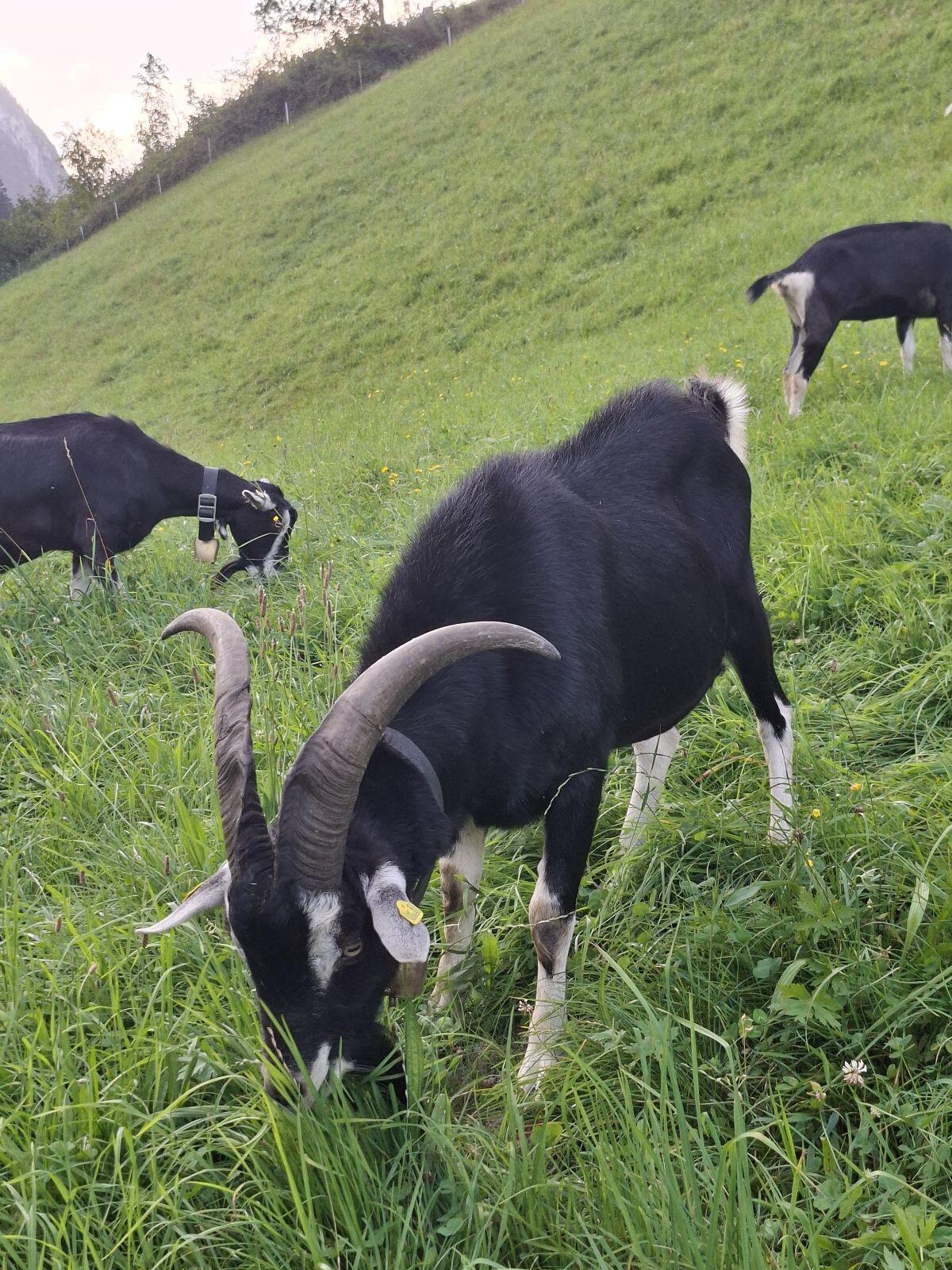 Bündner Strahlenziegen Bock 3