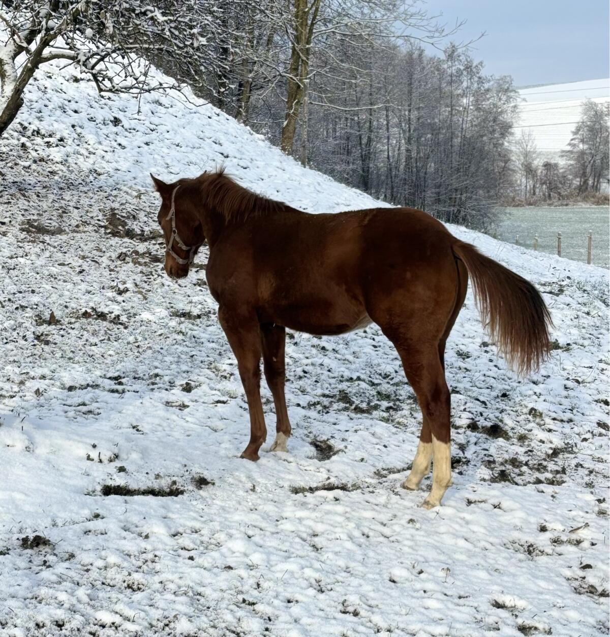 Quarter Horse Hengst Absetzer 3