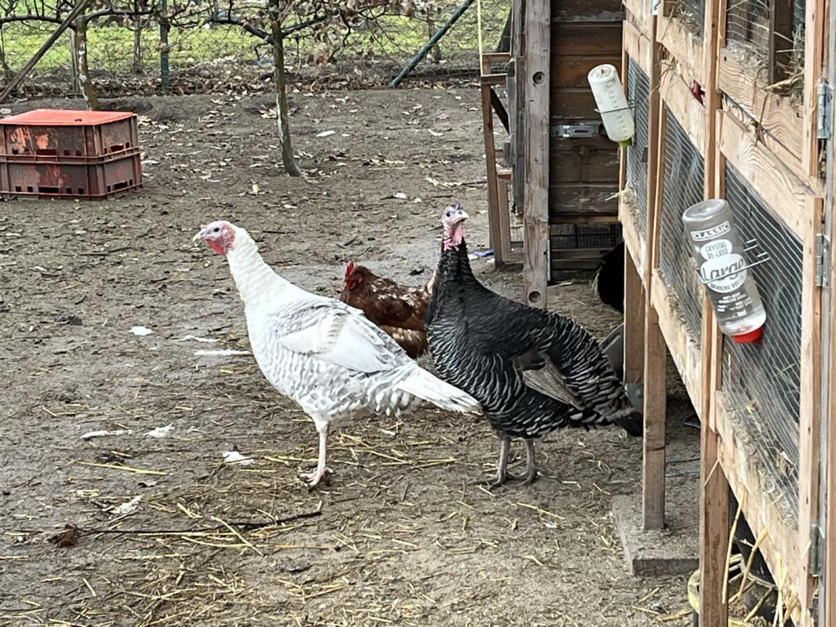 Puten 8 Weibchen und ein Männchen 1