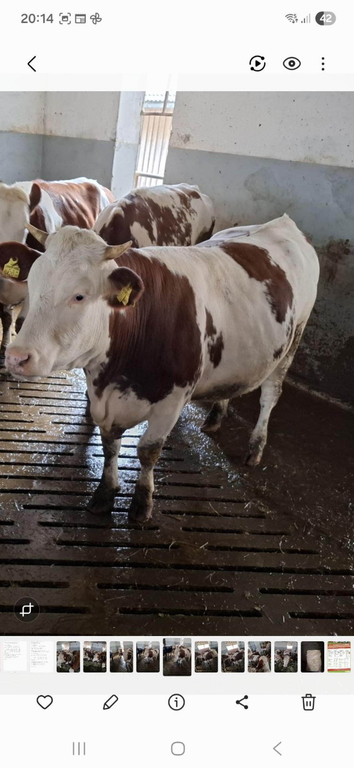 Bio FV x Montbéliarde Kalbin 1