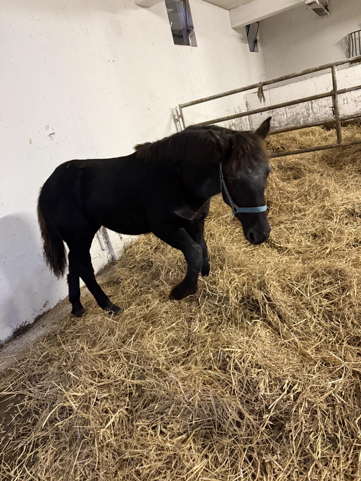 Noriker Stutfohlen 1