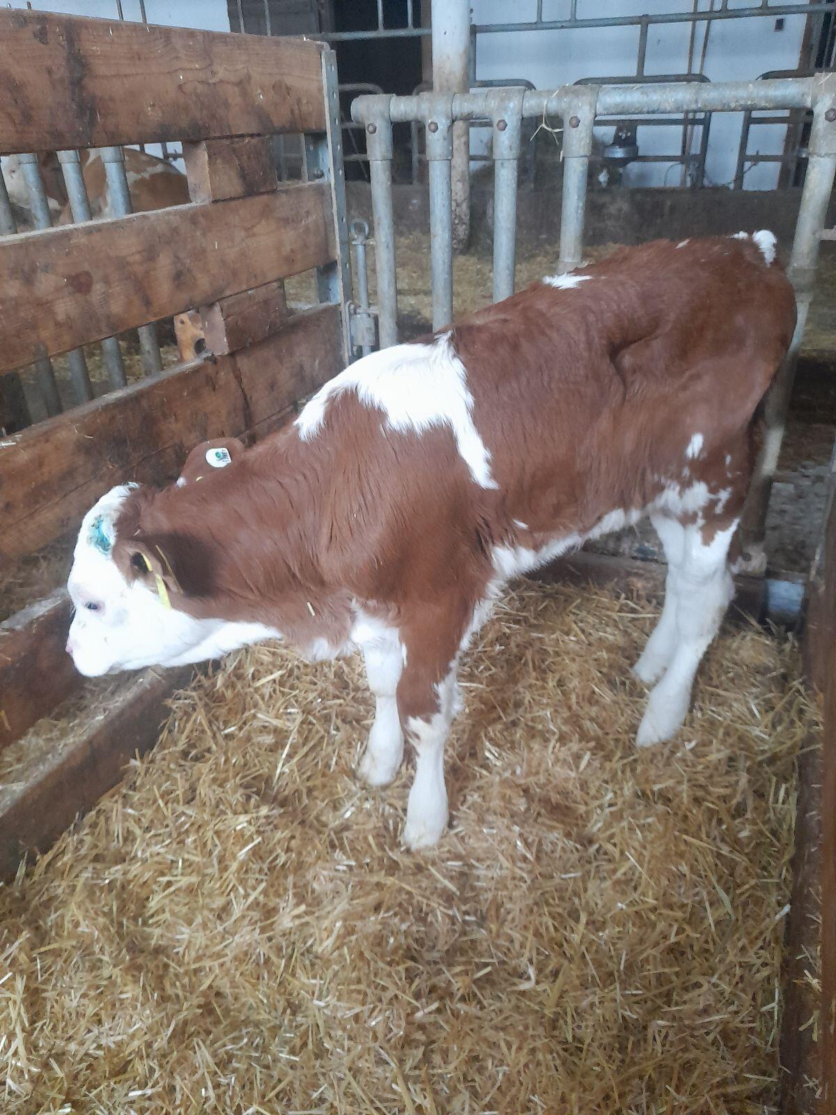 Bio Fleckviehkälber 1