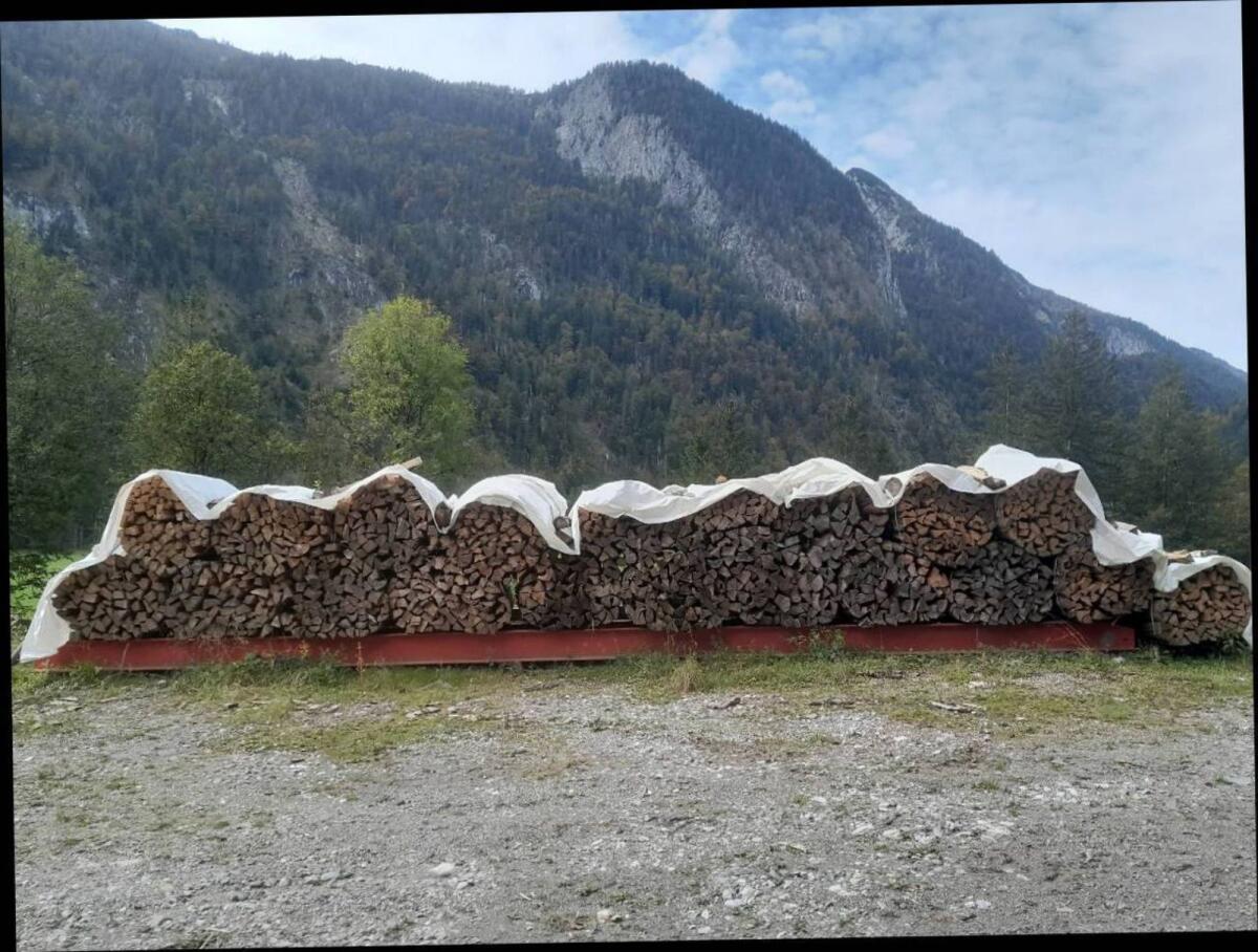 Brennholz trocken, hart oder weich 1