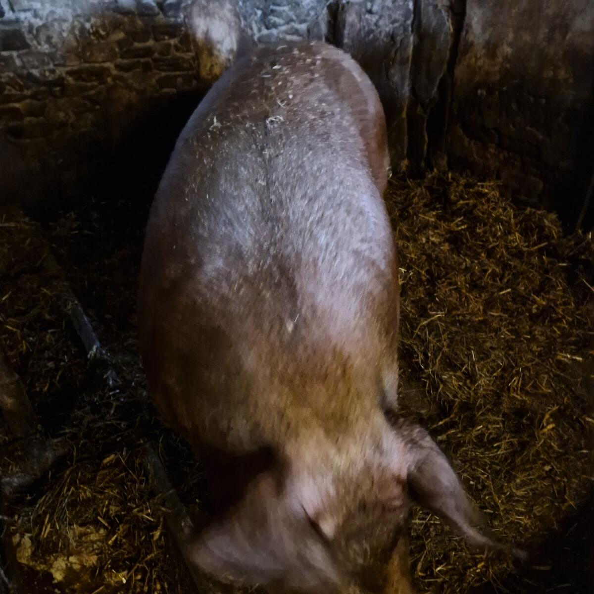 Duroc Speck-Sau 1