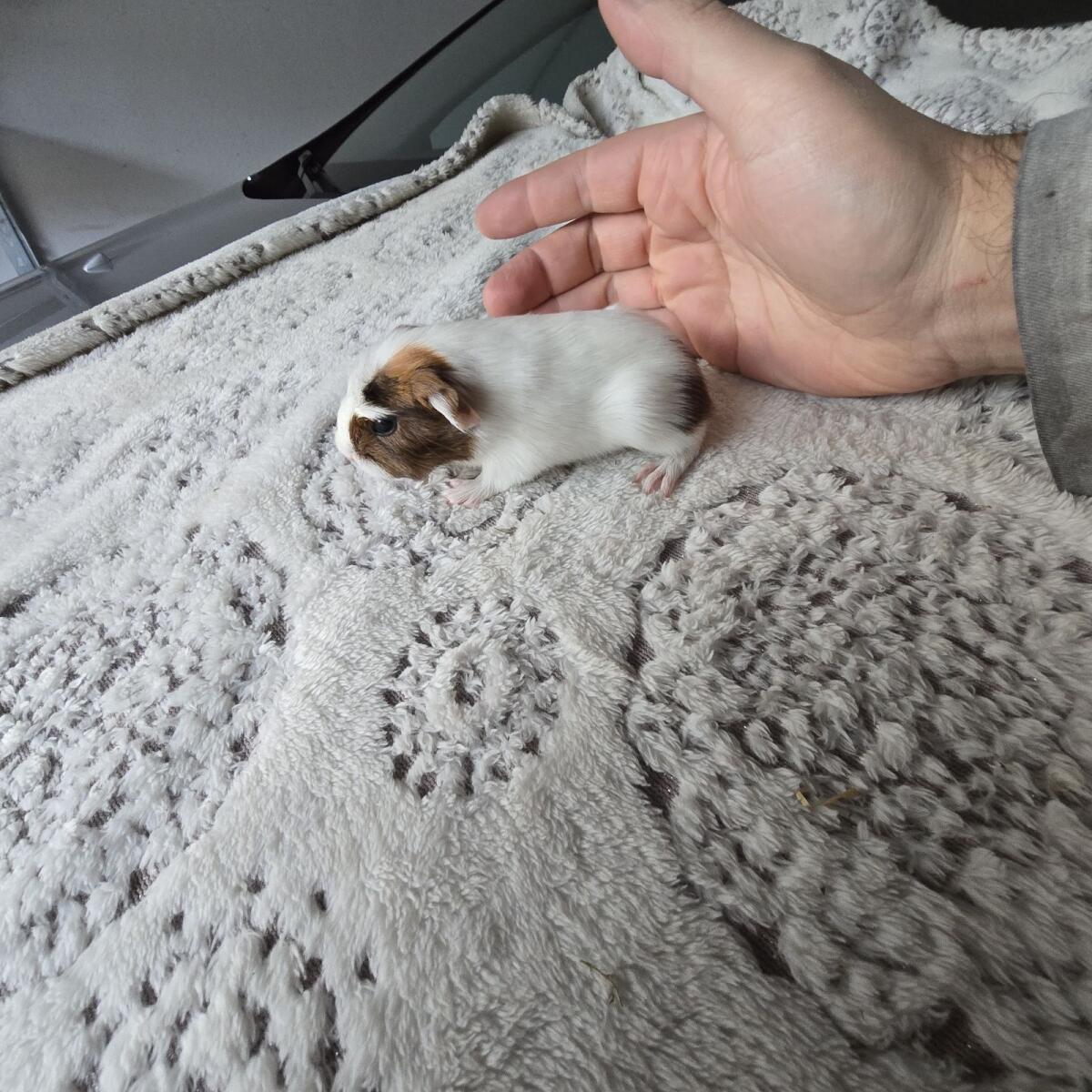 Meerschweinchen-Babys, 2 mal weiblich, € 10,- 2