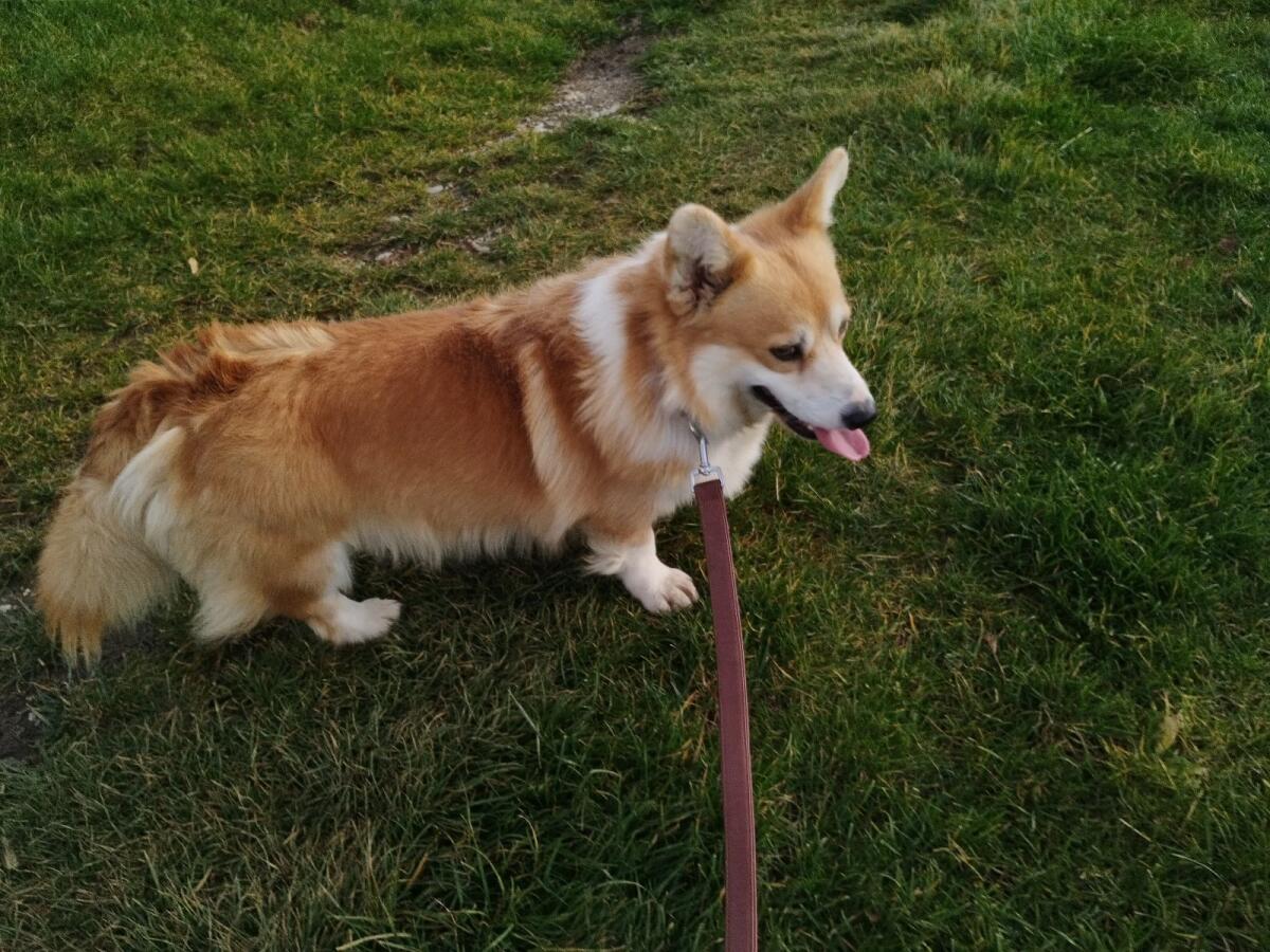 Welsh Corgi Pembroke Rüde 3
