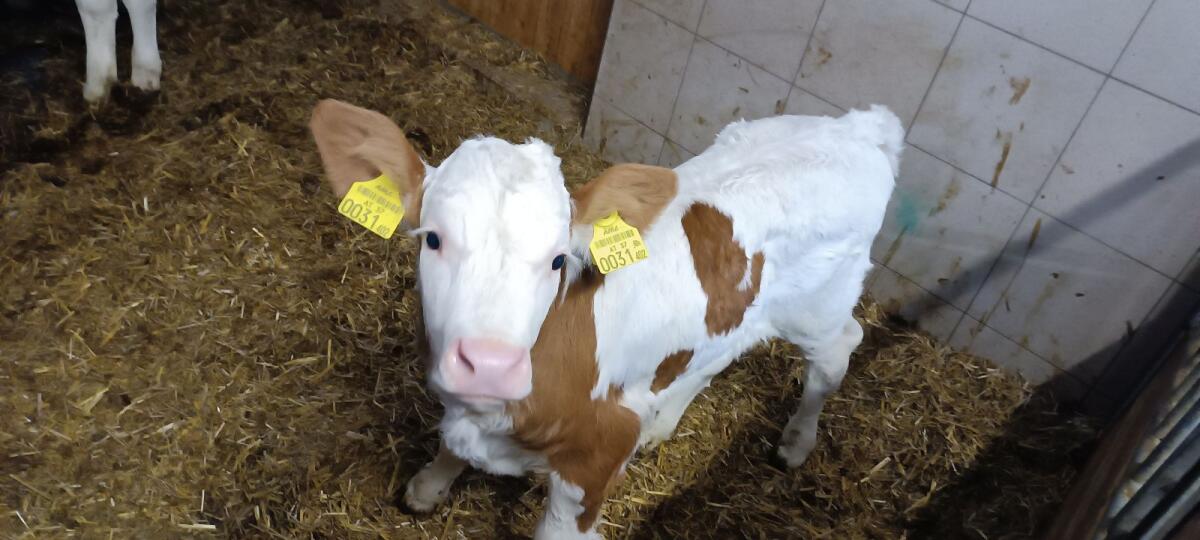 Fleckvieh Zuchtkalb 1