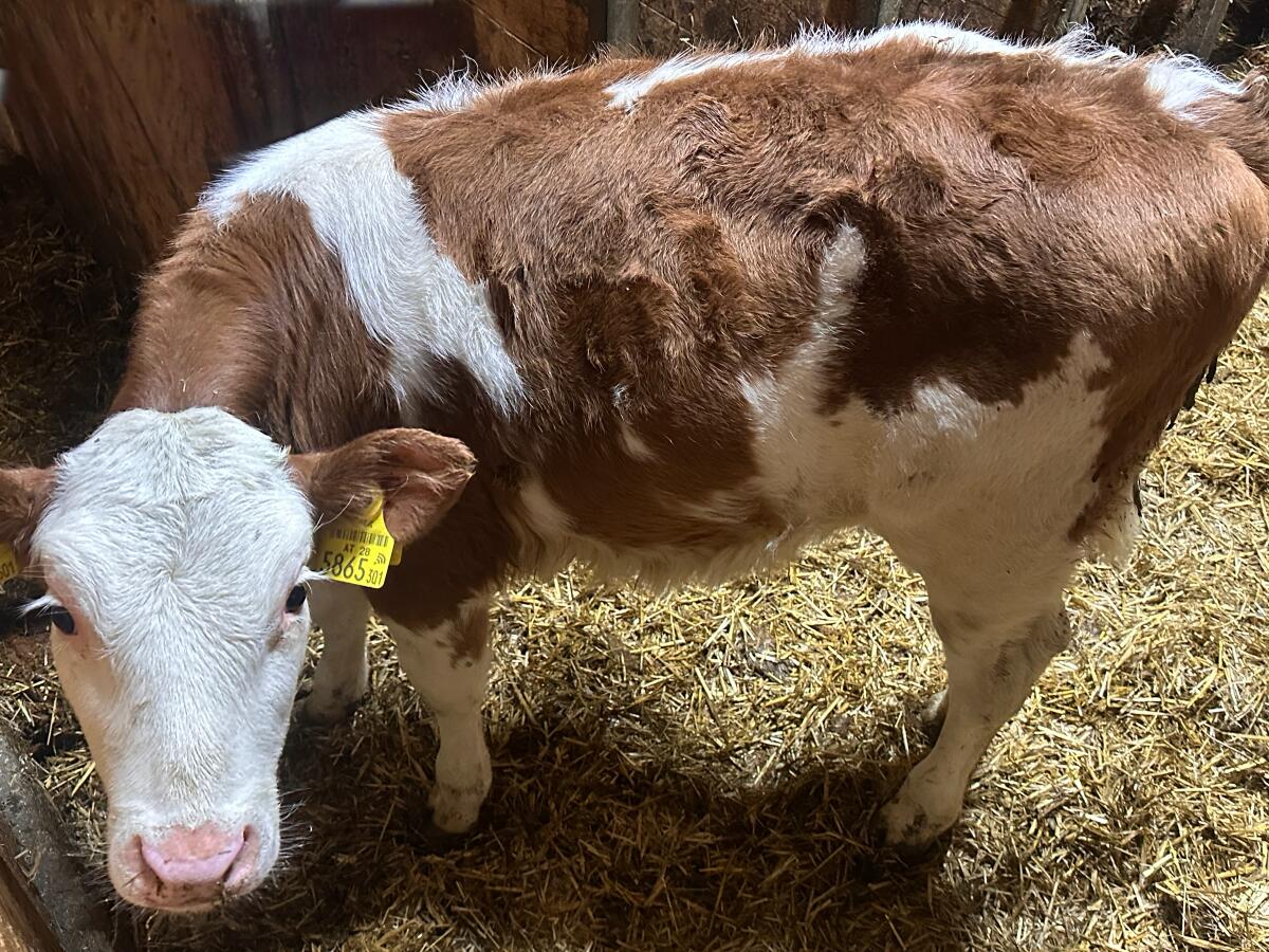 Bio-Fleckvieh Zuchtkälber (FL x RF), 9 - 12 Wochen 3