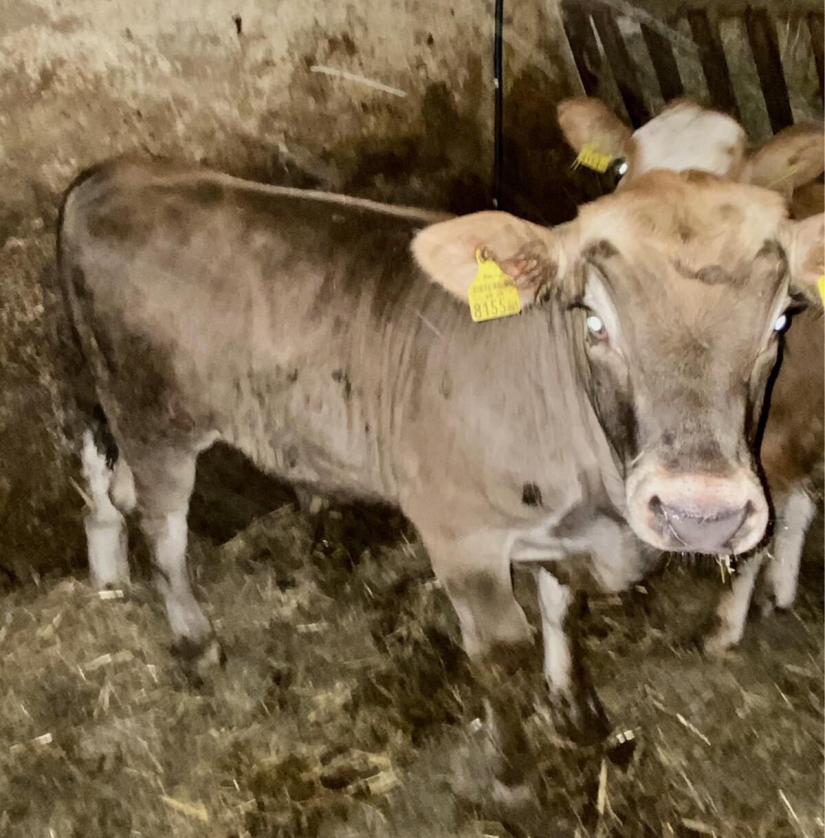 Braunvieh-Fleckvieh-Mischling, 3-monatiges Stierkalb 1