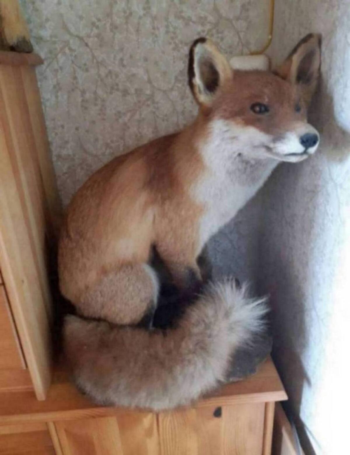 Tierpräparat Fuchs 2