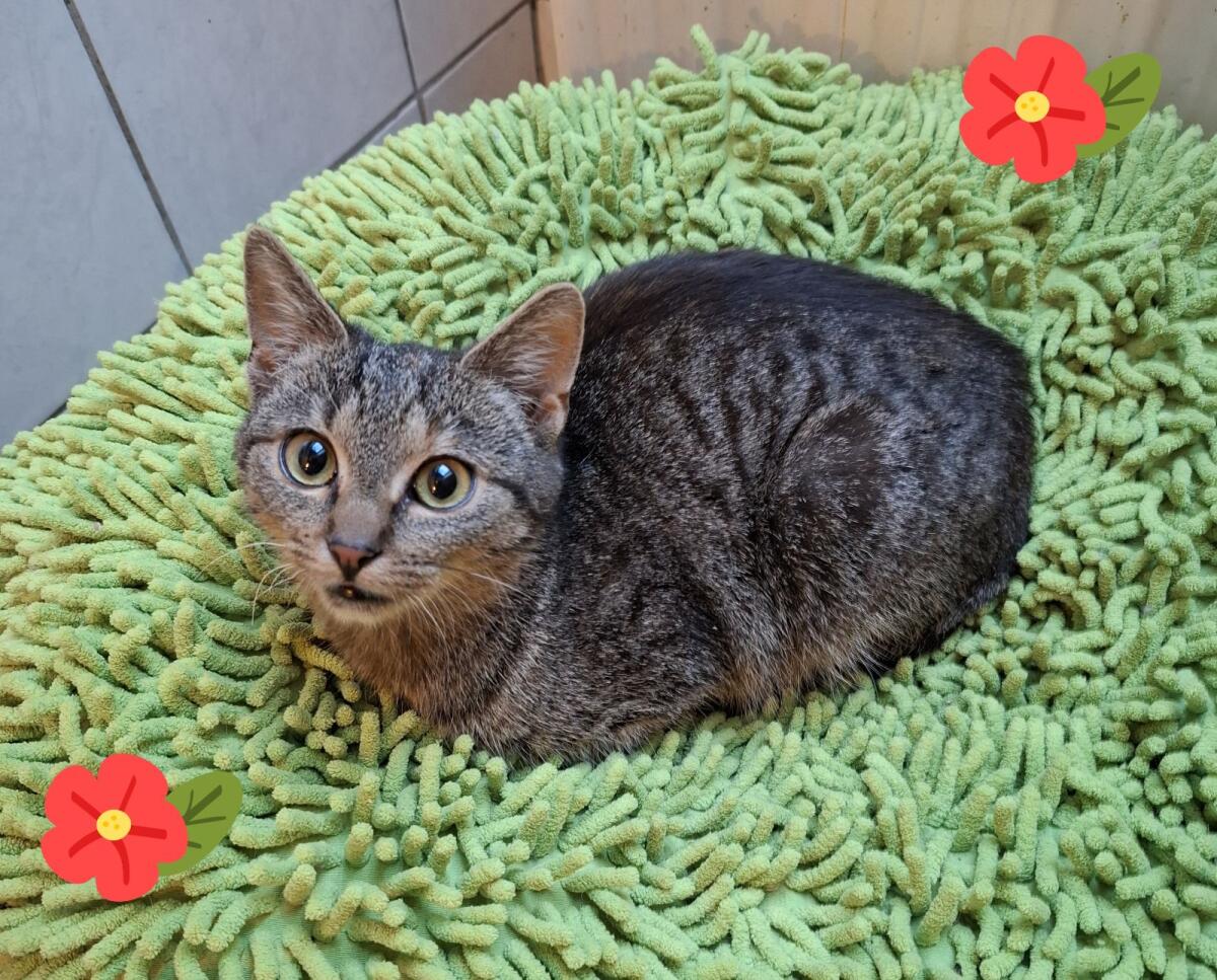 Süße Kätzchen, nur gemeinsam 1