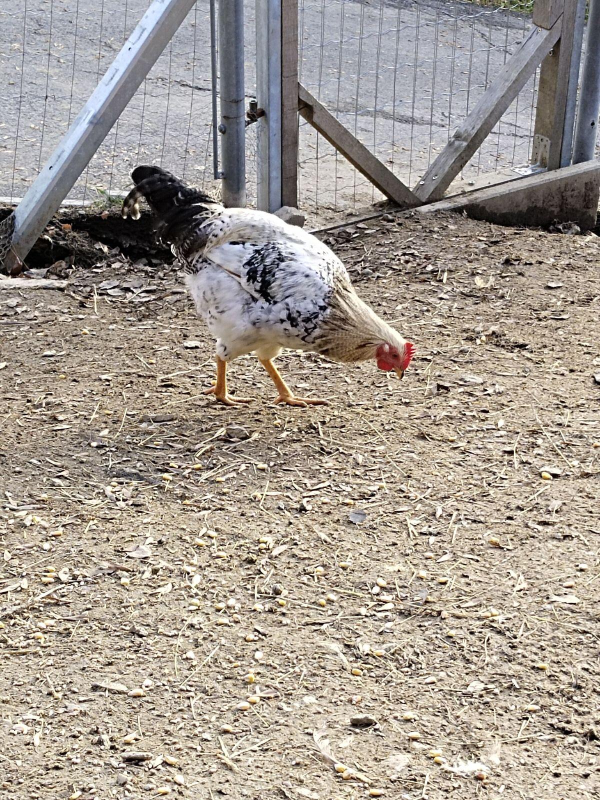 4 wunderschöne Junghähne 3