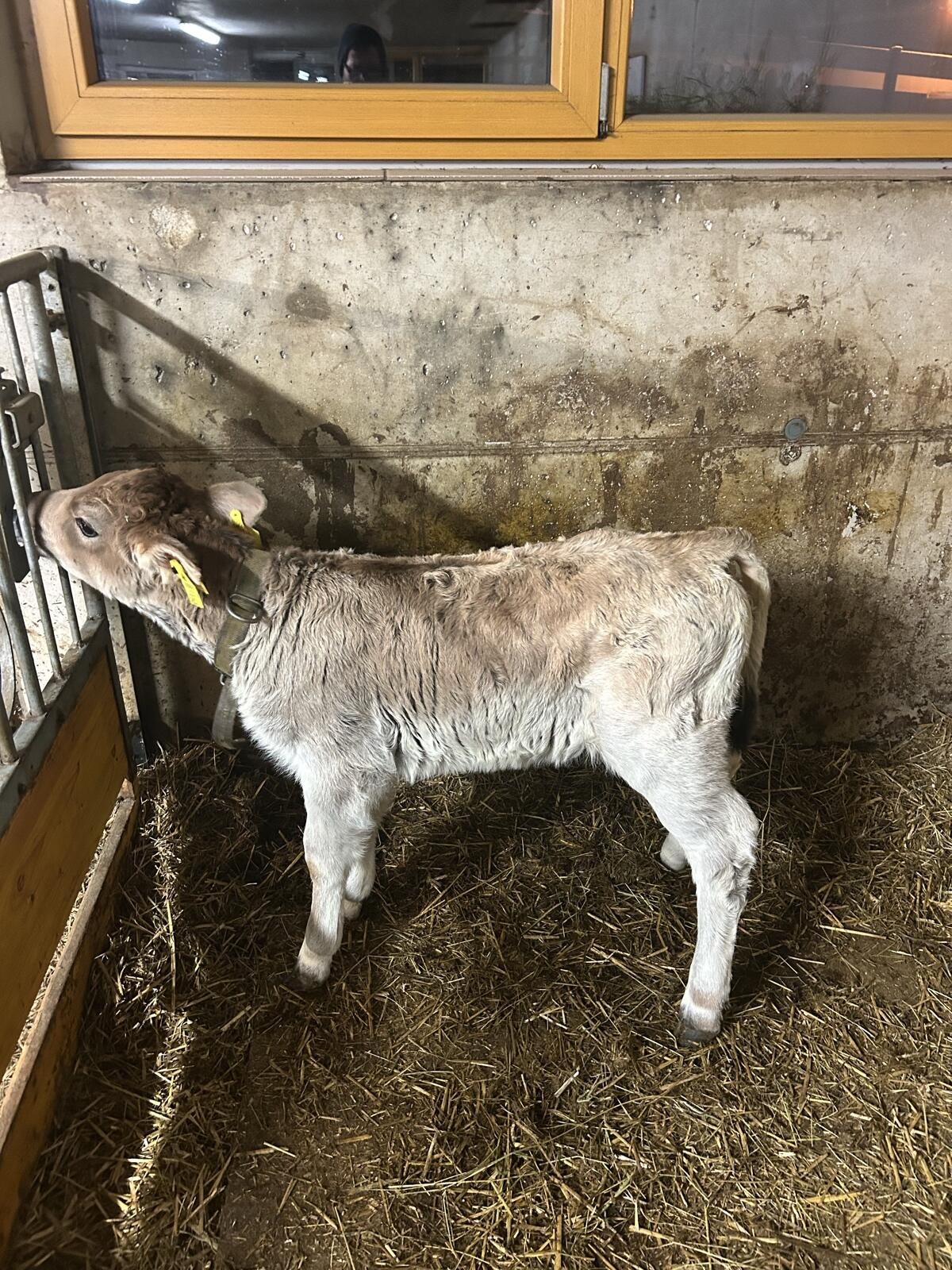 Grauvieh zuchtkalb 2