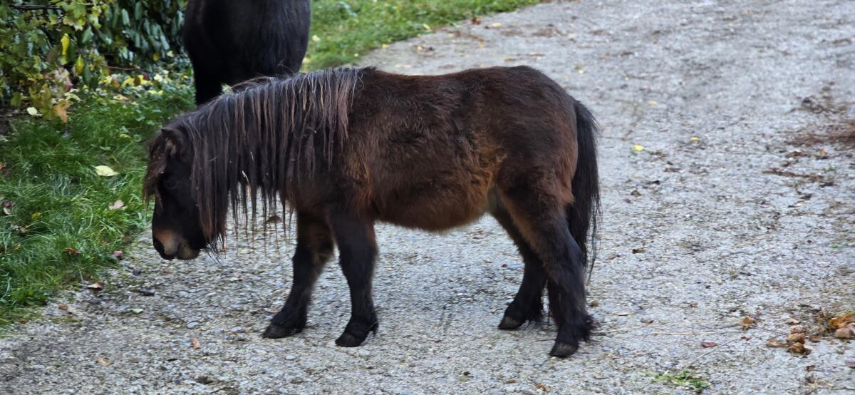 Mini Shetland Pony 3
