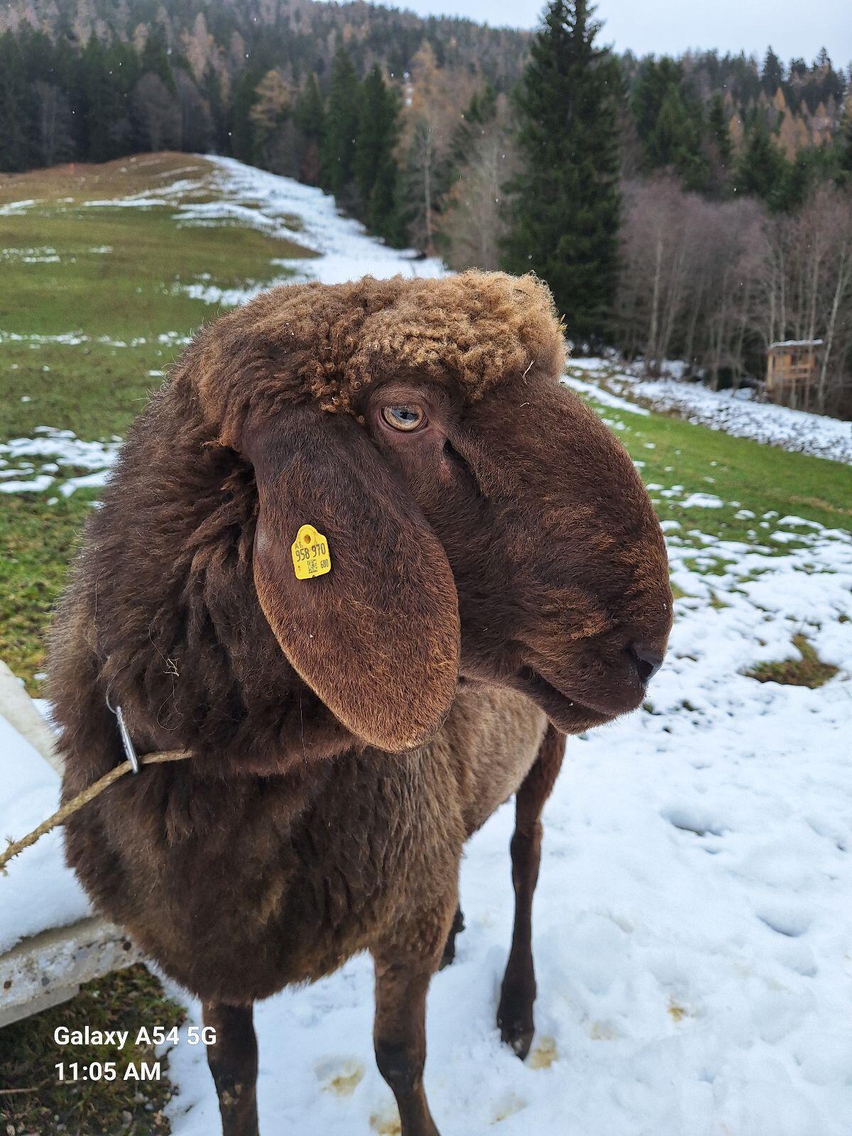 Brauner Bergschaf Widder 1